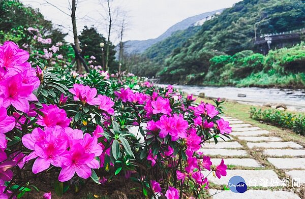 2023年萬金杜鵑花展