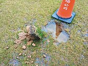 未下雨坑洞積水全滿　竹市棒球場變魚缸？