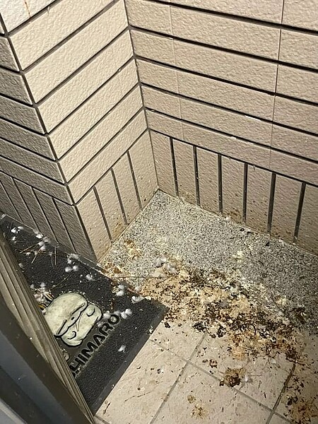 陽台成戰場 他家慘遭鴿糞轟炸…靠這招能解決? 有民眾抱怨,因為鄰居飼養鴿子嚴重影響到他的生活。圖/取自臉書社團三峽北大特區(三峽、鶯歌、樹林、土城)
