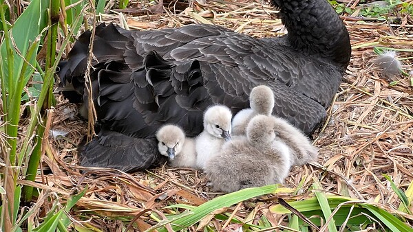 秋紅谷誕生數隻黑天鵝寶寶。圖/建設局提供