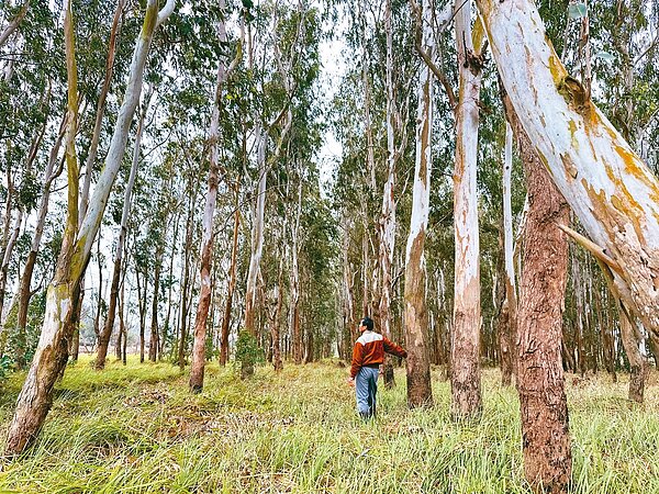 嘉義縣東石鄉台糖港墘農場造林地傳出將砍樹種電,引起地方反彈。記者呂慧瑜/攝影