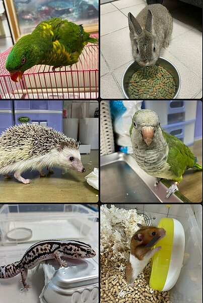 桃園市動保處3月8日受理非犬貓寵物領養申請，有12隻寵物。圖／桃園動保處提供