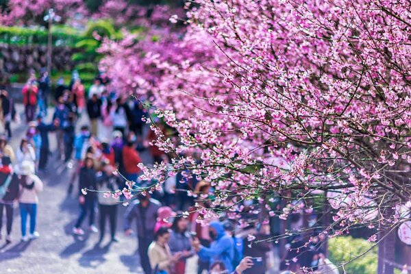 淡水天元宮春節期間三色櫻綻放吸引大批遊客前往，接下來還有3月的吉野櫻花期接力來到，精彩可期。圖／新北市政府提供