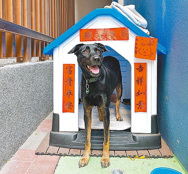 高雄市鼓山警分局員警前年救回1隻黑色幼犬，並收編成分局最萌的「員警」，員警們去年還為牠買了狗屋「歡喜搬新厝」。（高市鼓山警分局提供／楊舒婷高雄傳真）