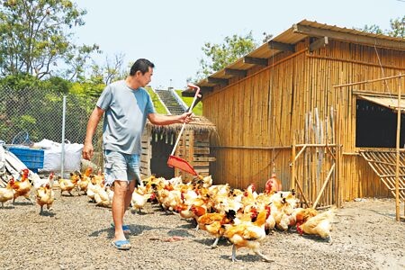 蛋荒、雞荒難解，日前行政院疫後特別預算中，農委會投入33億經費用以改建禽舍。此為示意圖。（本報資料照片）