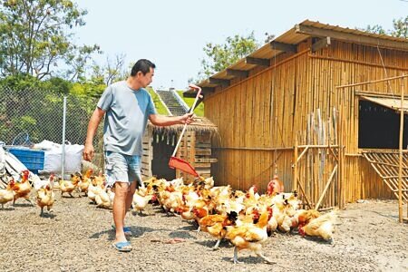 蛋荒、雞荒難解,日前行政院疫後特別預算中,農委會投入33億經費用以改建禽舍。此為示意圖。(本報資料照片)