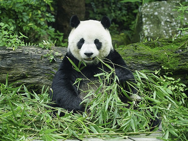 台北市立動物園致力野生動物保育與教育推廣，園內貓熊、無尾熊深受民眾喜愛。圖／北市動物園提供