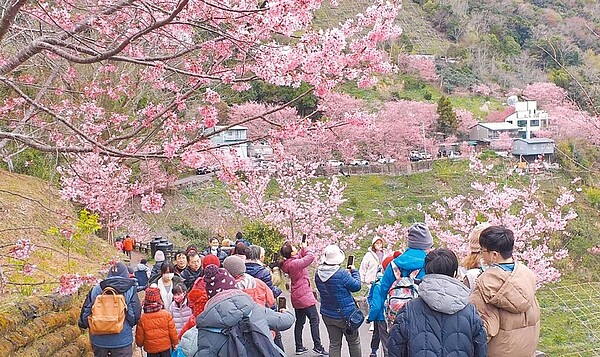 桃園拉拉山櫻花盛開，228連假吸引許多遊客上山賞櫻。（桃園市觀旅局提供／呂筱蟬桃園傳真）