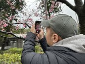 攝影師密技教拍　陰雨天也能用iPhone隨手拍出櫻花美照