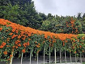 搭捷運賞炮仗花瀑　花博圓山絕美綻放