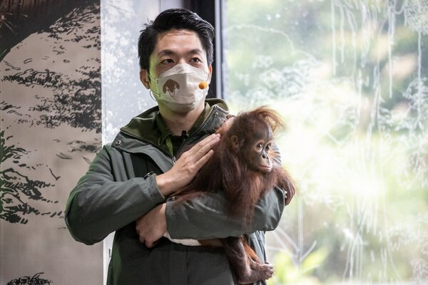 台北市長蔣萬安日前台北市立動物園擔任紅毛猩猩一日保育員。記者季相儒／攝影