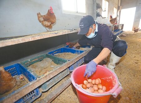 
受禽流感、國際原物料上漲等因素影響，國內蛋價及雞肉價格飆漲。圖為雞農採收雞蛋。（陳怡誠攝）
