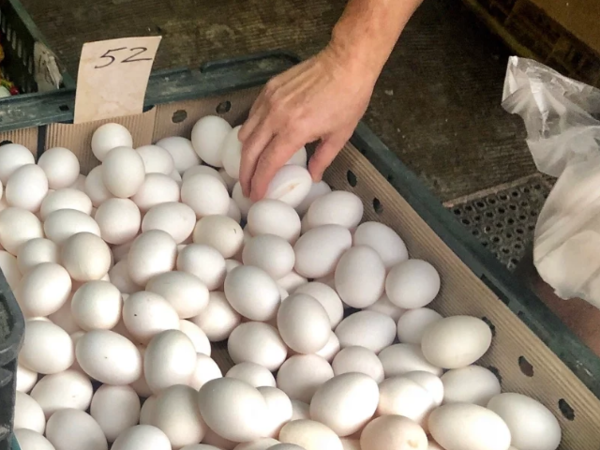 台灣正面臨史上最嚴重的蛋荒，農委會規畫短期內，預計從澳洲進口500萬顆進口雞蛋來台。圖為示意圖。記者林伯東／攝影