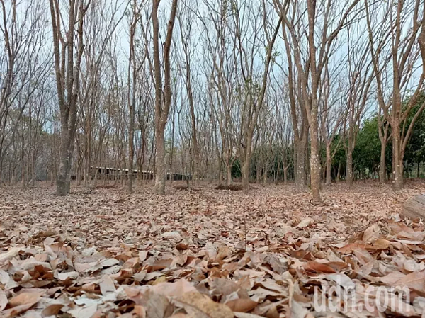 林後四林平地森林園區是面積廣達85公頃平地森林，最近沒下雨，樹木落葉減少水份蒸散，是防禦乾旱氣候的生存自然機制。圖／屏東林管處提供