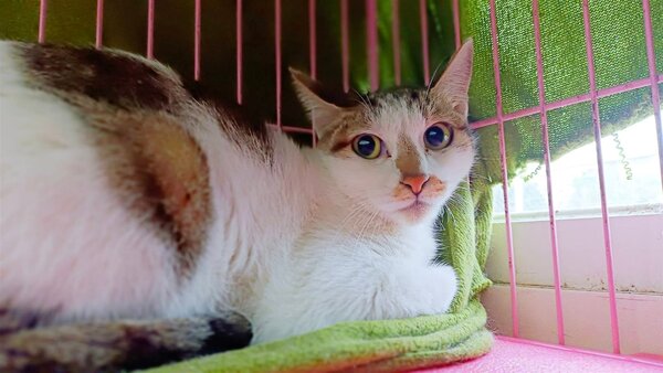 貓咪現在於動物之家，等有緣人帶他回家。圖／台北市動保處提供
