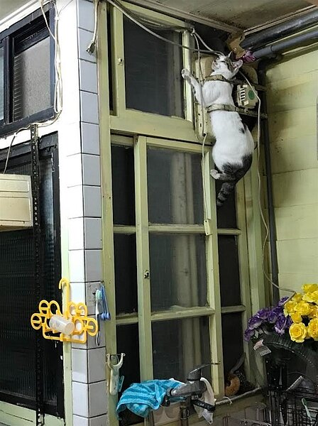 覺得自己被卡住的貓咪露出無助的神情。圖／台北市動保處提供
