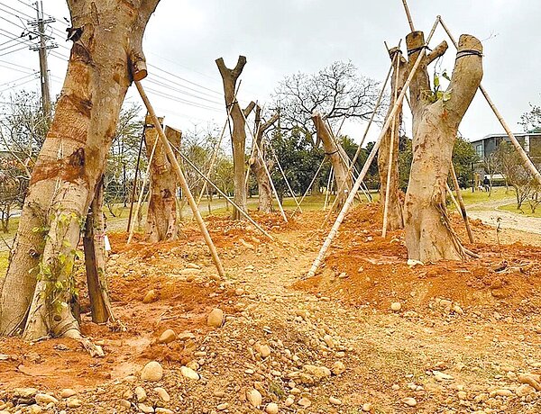 桃園市楊梅區甡甡路施作道路拓寬工程,許多老榕樹移植到和平森林公園,地方質疑榕樹間未留妥當間距,且1次迎來大量榕樹恐有不吉利之感。圖/周玉琴提供