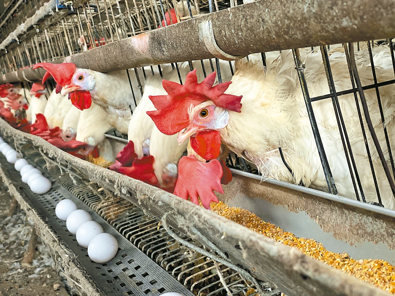 農委會將補助蛋雞產業改建禽舍，升級為密閉水簾式或非開放飼養，小場最高補助四五○萬、大場二千萬元。記者簡慧珍／攝影 