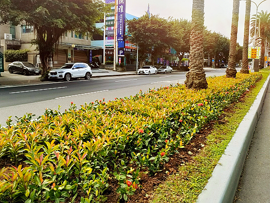 景觀廊道林口文化一路以既有蒲葵為基底，點綴開花灌木，營造豐富多樣的道路景緻。圖／新北市綠美化環境景觀處提供