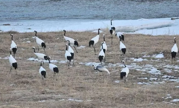 南北韓非軍事區(DMZ)經歷70年停戰,當地自然景觀豐富,還拍到丹頂鶴。(取材自Google藝術與文化網站)
