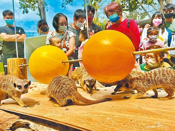 高雄壽山動物園為狐獴量身設計出「串燒覓食玩具」，狐獴大啖蟲蟲大餐的超萌模樣讓人融化。（高市觀光局提供／柯宗緯高雄傳真）