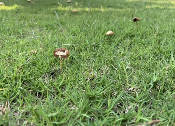 新竹市立棒球場工程排水不良，不僅挖出的坑洞「沒下雨也積水」，議員日前會勘球場時也驚見草皮區「長出香菇」，數量至少十多朵。圖／市議員林彥甫提供