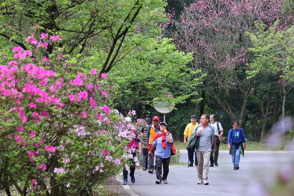 北台灣最美「景觀廊道」雙泰產業道路吸引許多外地遊客前往健走賞花。圖／新北市政府提供