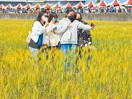 大雅小麥文化節今年邁入第20年，活動現場吸引親子及民眾前往麥田自拍留影，感受浪漫愜意的春天。（陳世宗攝）