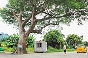 花蓮百年朴樹病危　村民搶救受挫