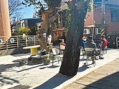 八德整地水泥封死樹根　藍綠齊轟