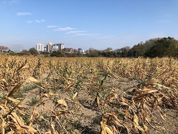 因乾旱及寒流造成造成植株生產不良。圖/台中市府提供