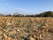 農民看過來！中市硬質玉米災損　3／16前受理現金救助申請