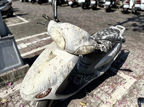 台中市大里區立元路和立中街口的行道樹上經常有大量八哥鳥棲息，機車停放被鳥糞灑滿。圖／江和樹提供