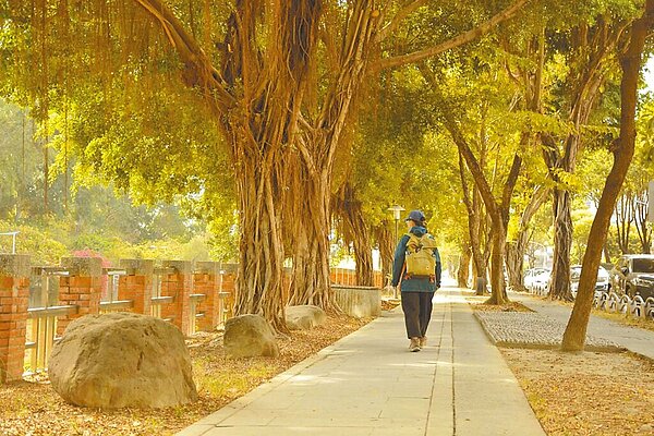 高市府計畫改善鳳山溪河岸人行步道,環團質疑,工法恐破壞既有喬木,導致66棵樹傾覆,甚至壓毀人車。(森林城市協會提供/柯宗緯高雄傳真)