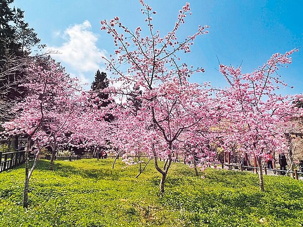 阿里山花季3月10日登場，目前阿里山森林遊樂區內的阿龜櫻、日本櫻花唐實櫻花等皆已盛開。圖／林務局嘉義林管處提供