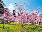 阿里山花季3月10日登場　台18線交管