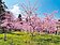 阿里山花季3月10日登場　台18線交管