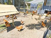 彰化撲殺8千隻蛋雞　蛋價飆新高