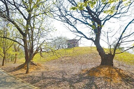 
大雅中科公園有一大土丘閒置，將打造為花絮丘，提供民眾優質休憩環境。（陳淑娥攝）
