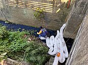 五股坑溪染黑　工廠漏漆肇禍