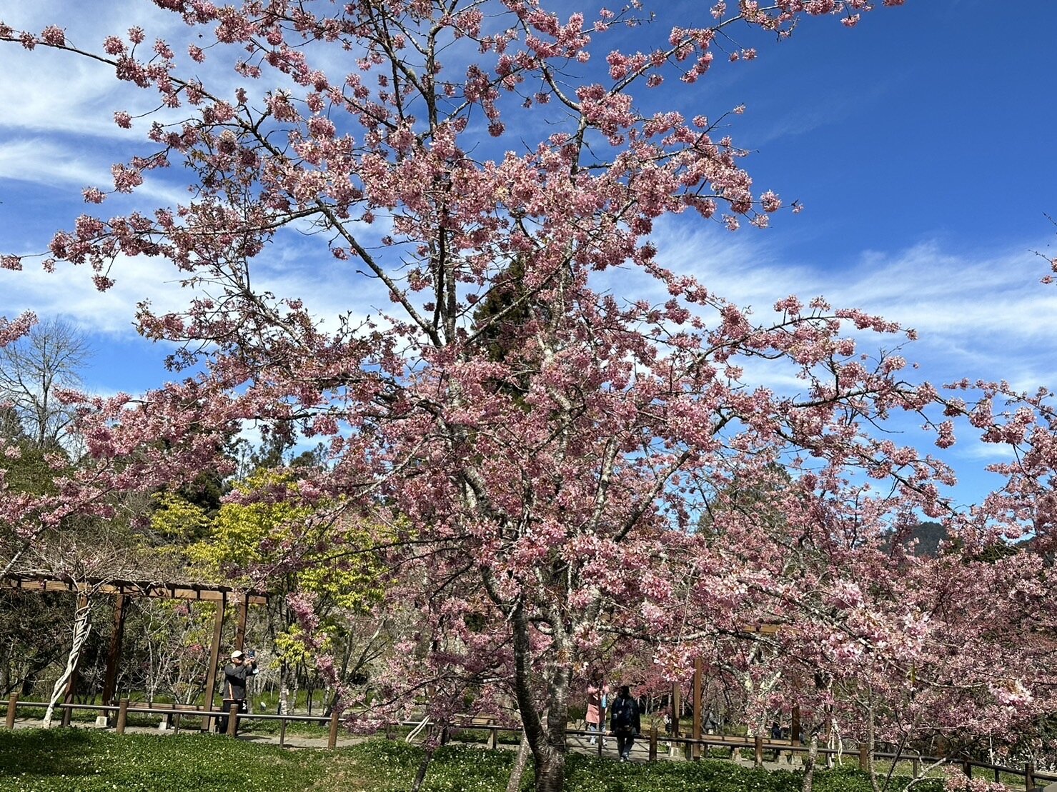 阿里山花季首周,阿里山工作站前是賞櫻首選地點。記者呂慧瑜/攝影
