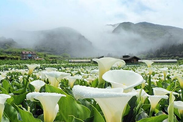 竹子湖海芋季。圖/台北市政府提供