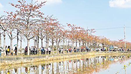 台南白河林初埤木棉花道旁的水田，像是一面鏡子倒映著火紅的花道。（張毓翎攝）