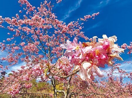 嘉義縣阿里山森林遊樂區阿龜櫻滿開,與藍天相映,粉嫩浪漫。(廖素慧攝)