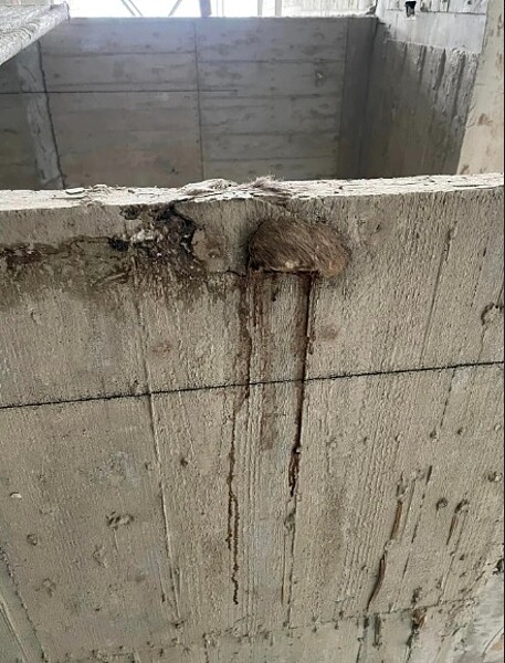 工地竄惡臭!驚見水泥封屍還長毛 過來人抖「暗黑工法」 民眾在工地聞到陣陣屍臭,上前查看卻驚見是「老鼠」慘被水泥封屍。圖/截自臉書社團《路上觀察學院》