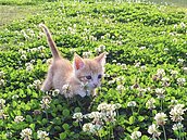 養小孩負擔重、毛孩子快速成長　寵物店4年暴增逾3成