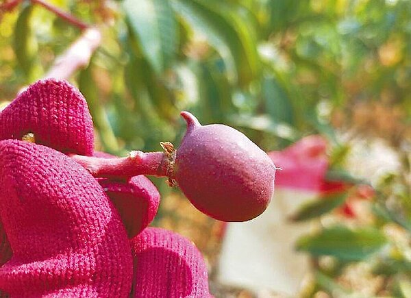 台南地區久未降雨,果農擔心重演2年前「百年大旱」造成芒果果實偏小的慘況。(楊沁涓提供/張毓翎台南傳真)