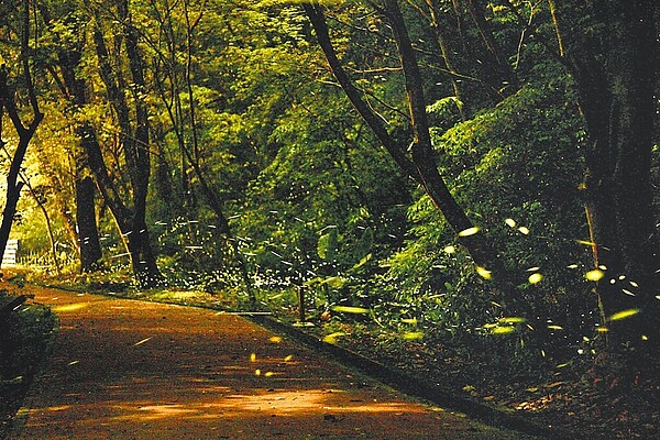 奧萬大賞螢季4月17日至5月7日登場,每晚舉辦「拜訪火金姑」活動,採現場報名。(南投林管處提供/楊靜茹南投傳真)