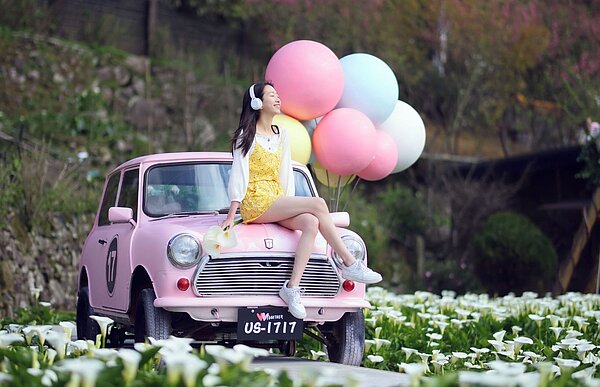 一年一度的「竹子湖海芋季」昨(14)日浪漫登場。圖/北市府提供