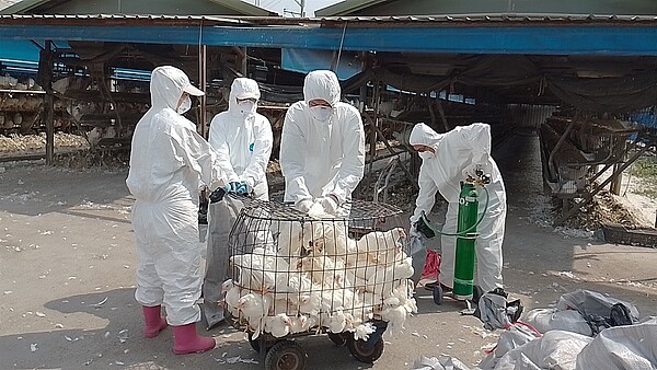 屏東縣里港鄉1處蛋雞確認感染H5N1亞型高病原性禽流感,動物防疫所已赴該場撲殺作業並加強消毒,1萬3328隻蛋雞遭撲殺。圖/屏東縣府提供